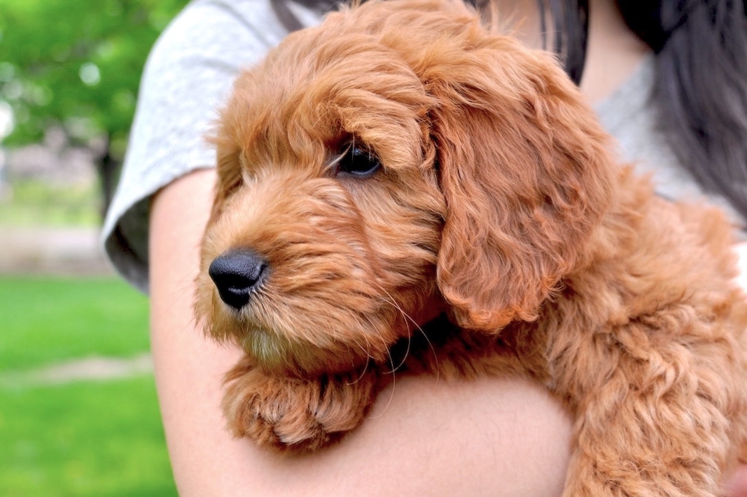 Hypoallergenic Dogs: Myths and Facts You Need to Know – Walkee Paws