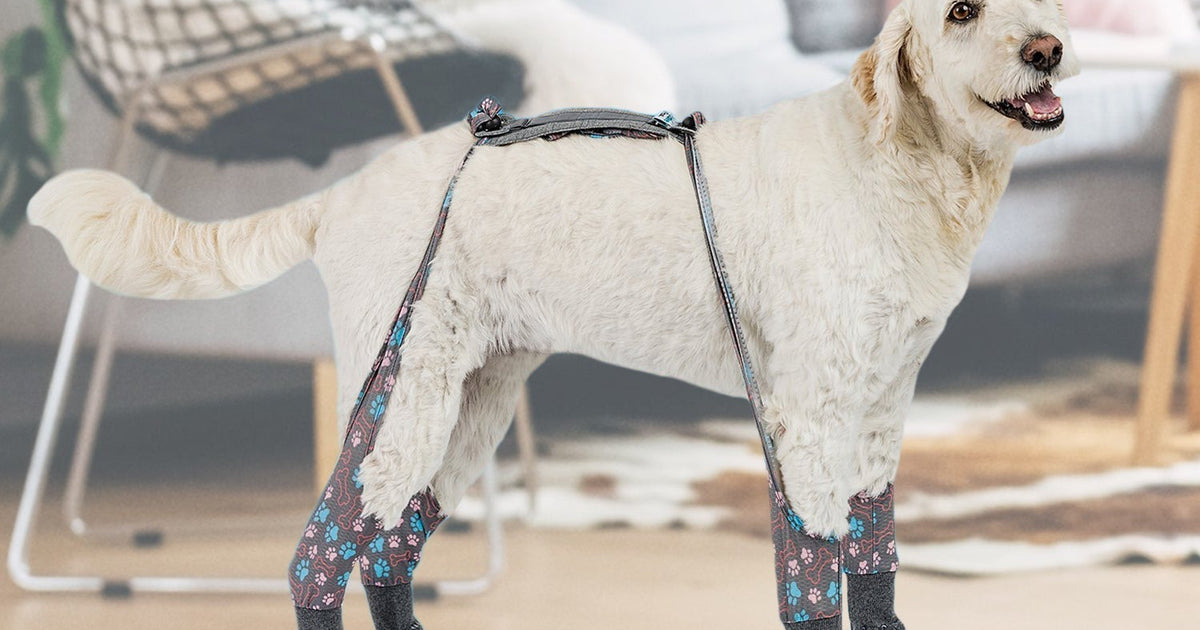Senior Dog Slipping on Floor? Tips to Improve Traction and Keep Them Safe
