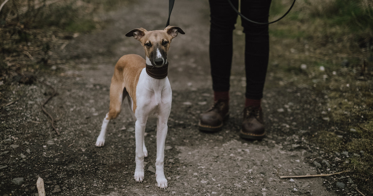 Can Dogs Get Poison Ivy? How to Treat Poison Ivy on Dogs