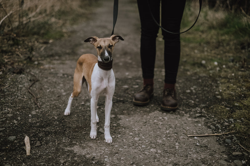 Can Dogs Get Poison Ivy? How to Treat Poison Ivy on Dogs