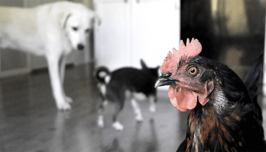 A close-up of a chicken inside a house with two dogs in the background, illustrating a multi-pet household environment with different species coexisting.