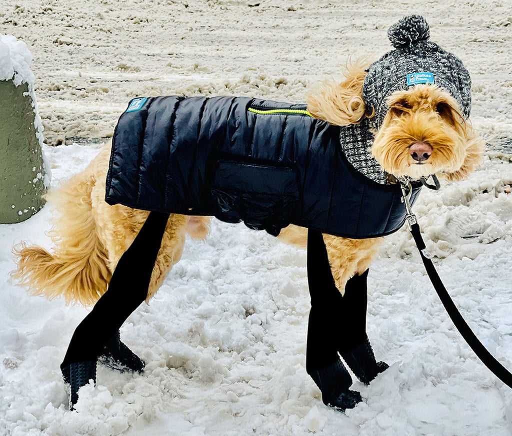 The Top 5 Winter Dangers for Dogs