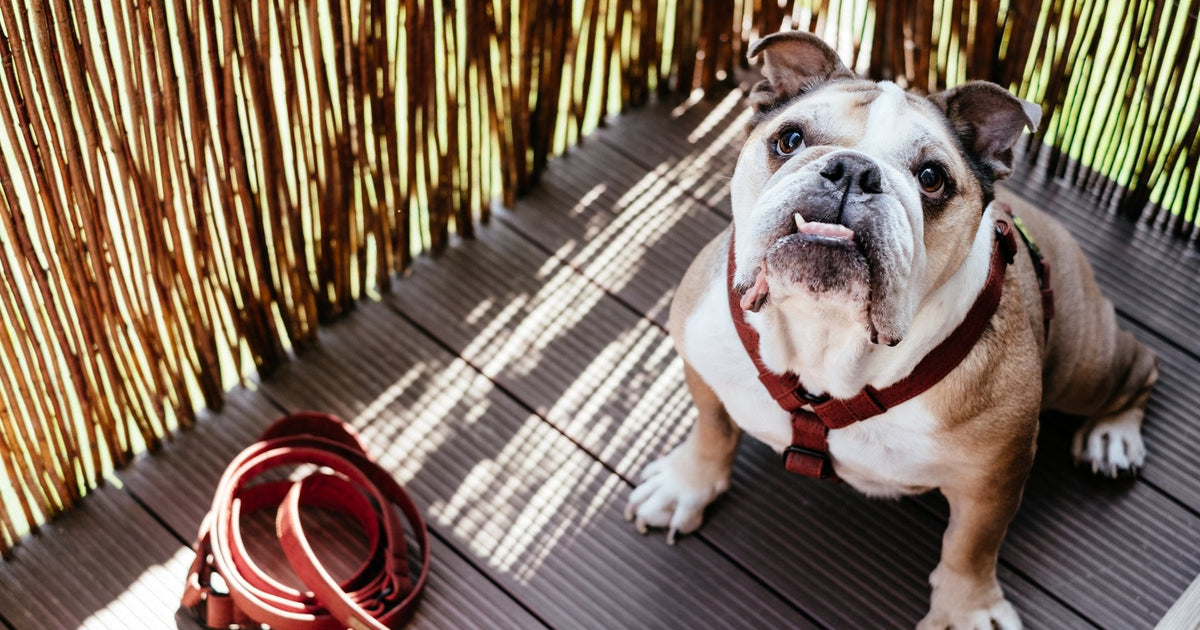 7 Super Cool and Essential Dog Walking Accessories to Up Your Strolls and Protect your Pup