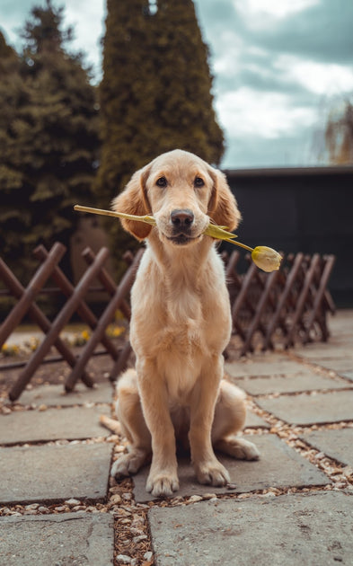 Can dogs eat peaches?