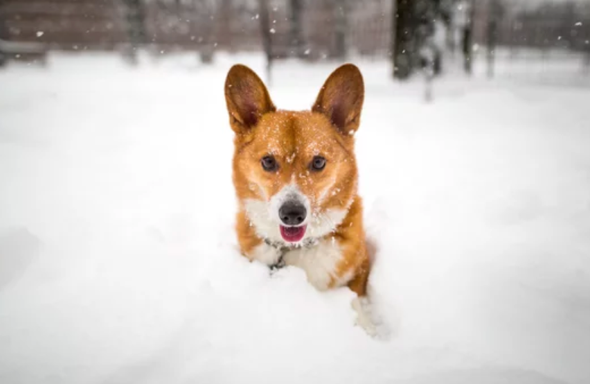 Protect Your Pup This Winter