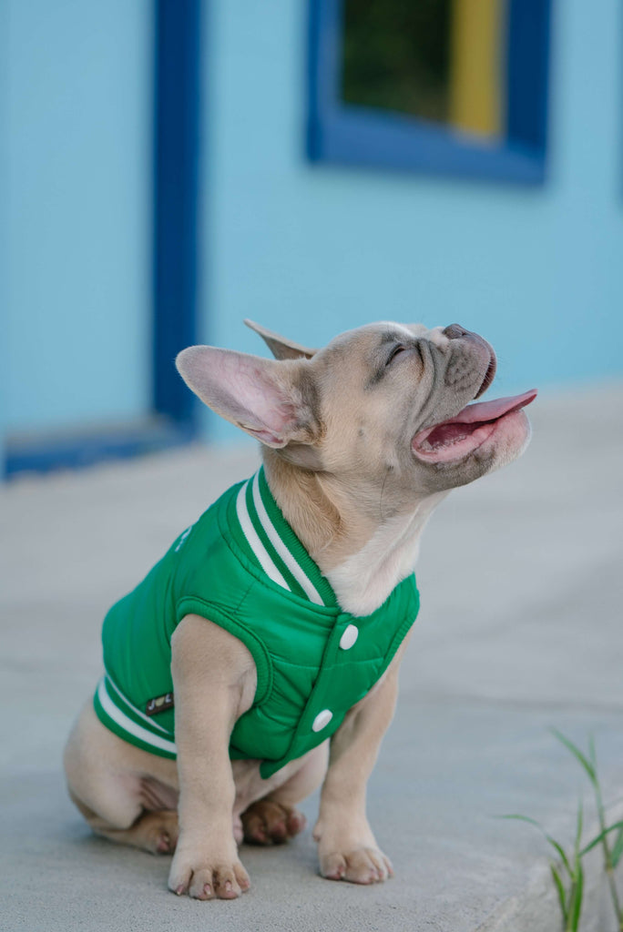 french bulldog in a green vest