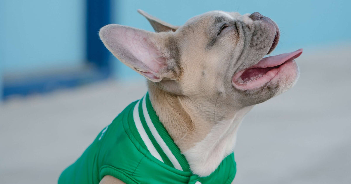 french bulldog in a green vest