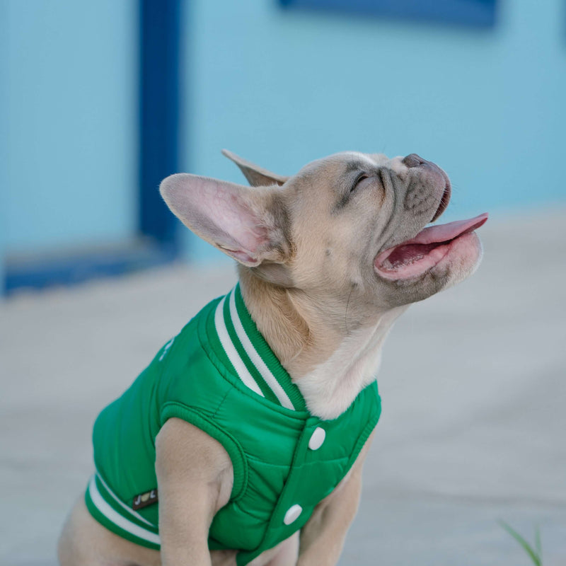 puppy clothes for small dogs