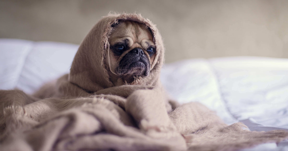 puppy in a blanket on bed