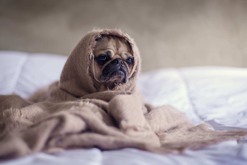 puppy in a blanket on bed