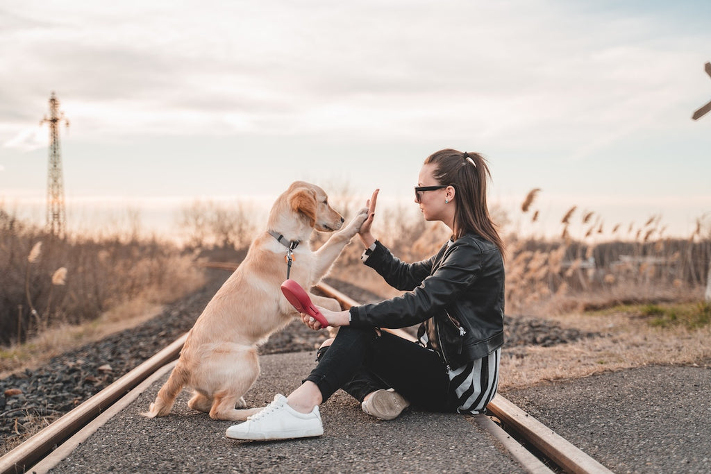 How to Talk to Your Dog: A Guide to Canine Communication
