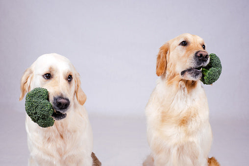 Can Dogs Eat Broccoli?