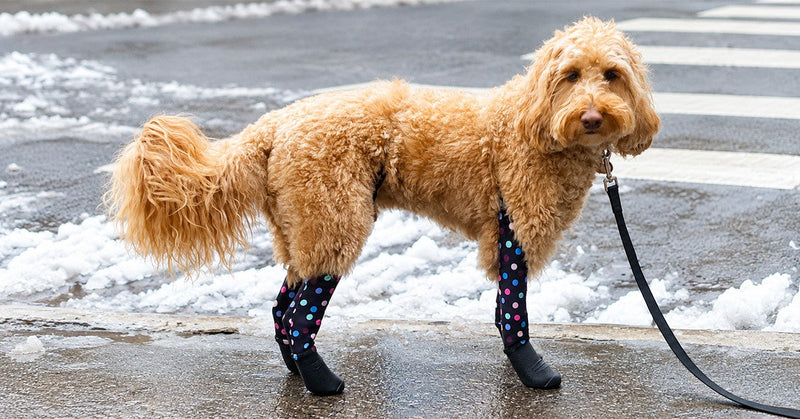 Best Winter Dog Boots for Snow & Ice: Warm, Waterproof & Anti-Slip Options
