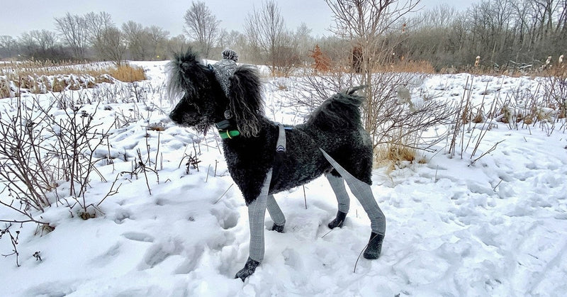Winter Dog Paw Protection Guide: Choosing Dog Boots for Snow, Ice & Blizzard Conditions