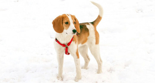 What Is Your Dog’s Tail Trying to Tell You? Decode Their Tail Language Like a Pro!