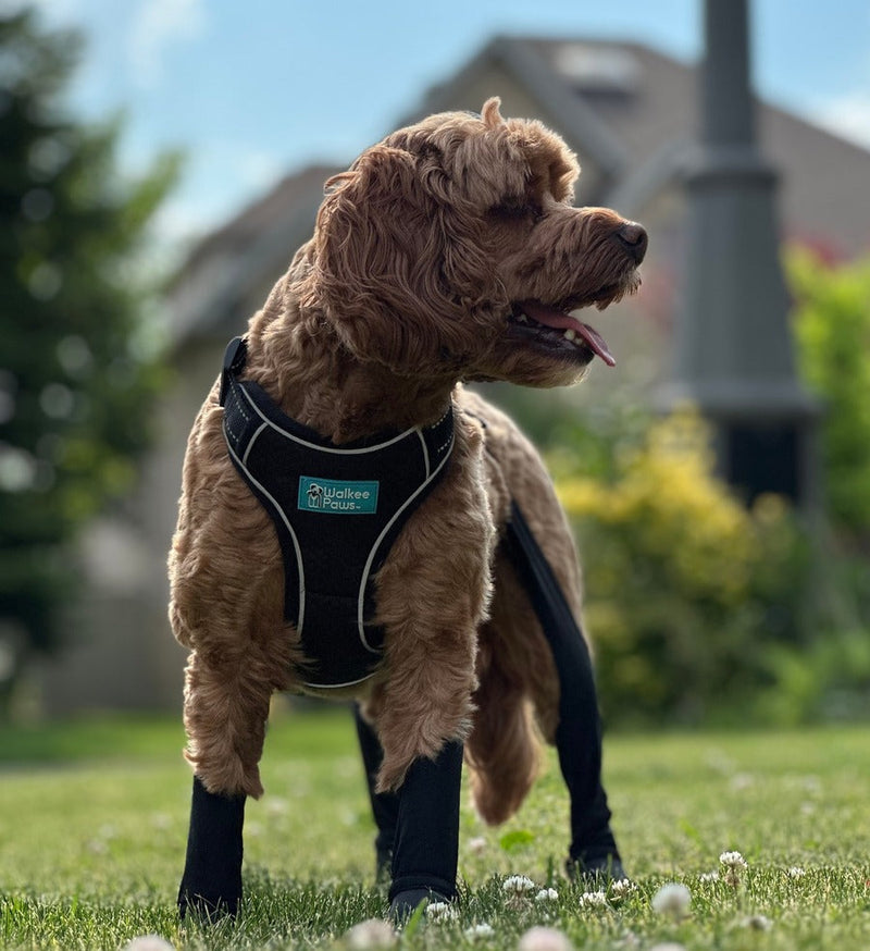 Harness vs Collar: 7 Key Factors to Decide What's Best for Your Dog