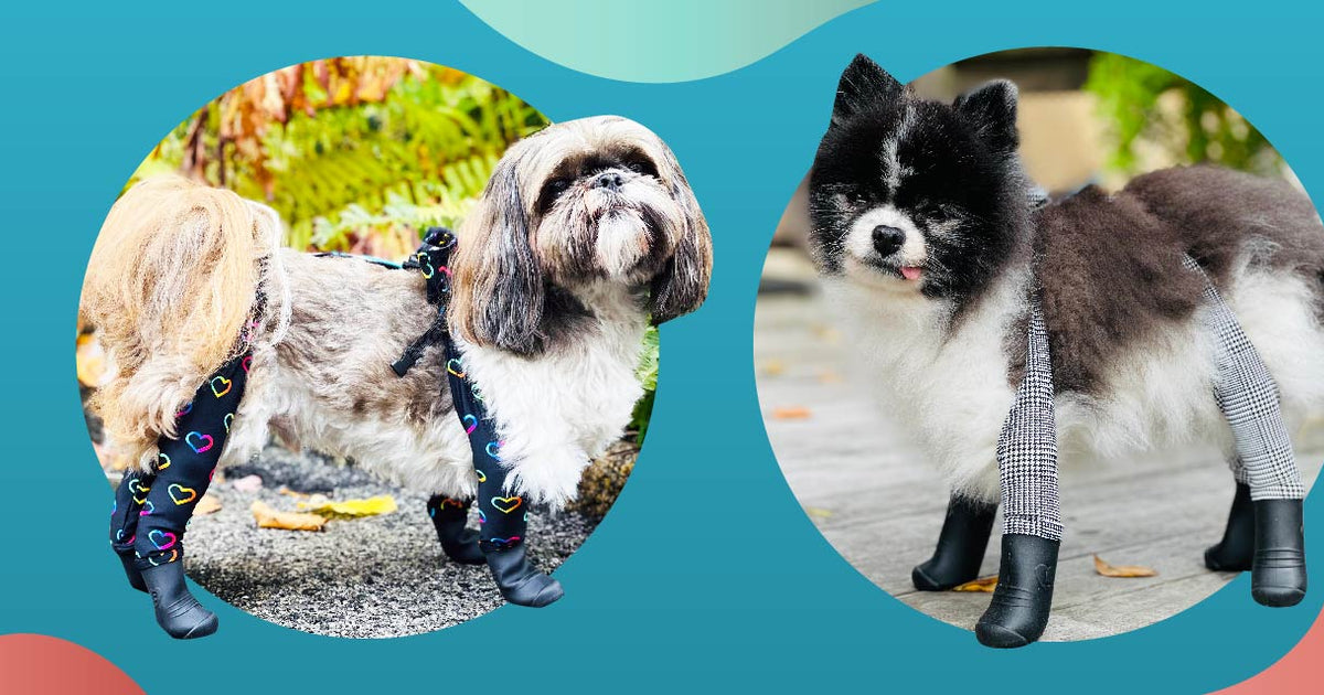 How to clean and maintain your dog's boots so they last longer