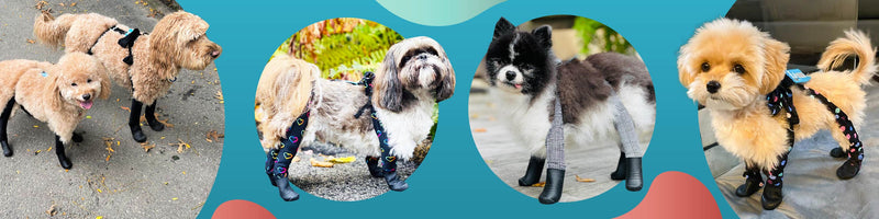 How to clean and maintain your dog's boots so they last longer