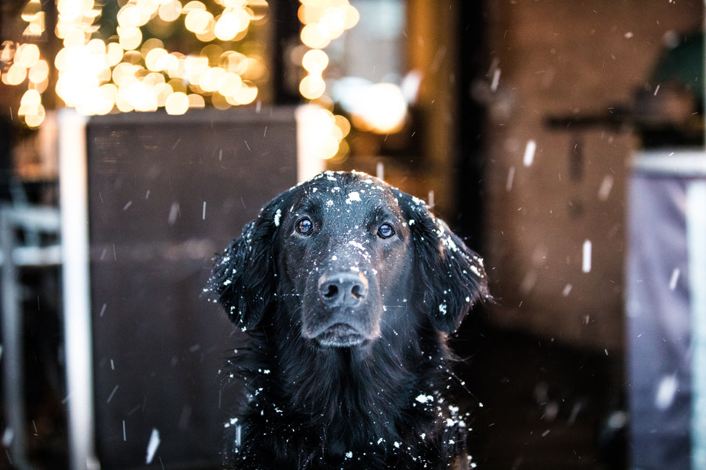How Cold is Too Cold for Dogs: How to Prepare Your Pup For the Winter