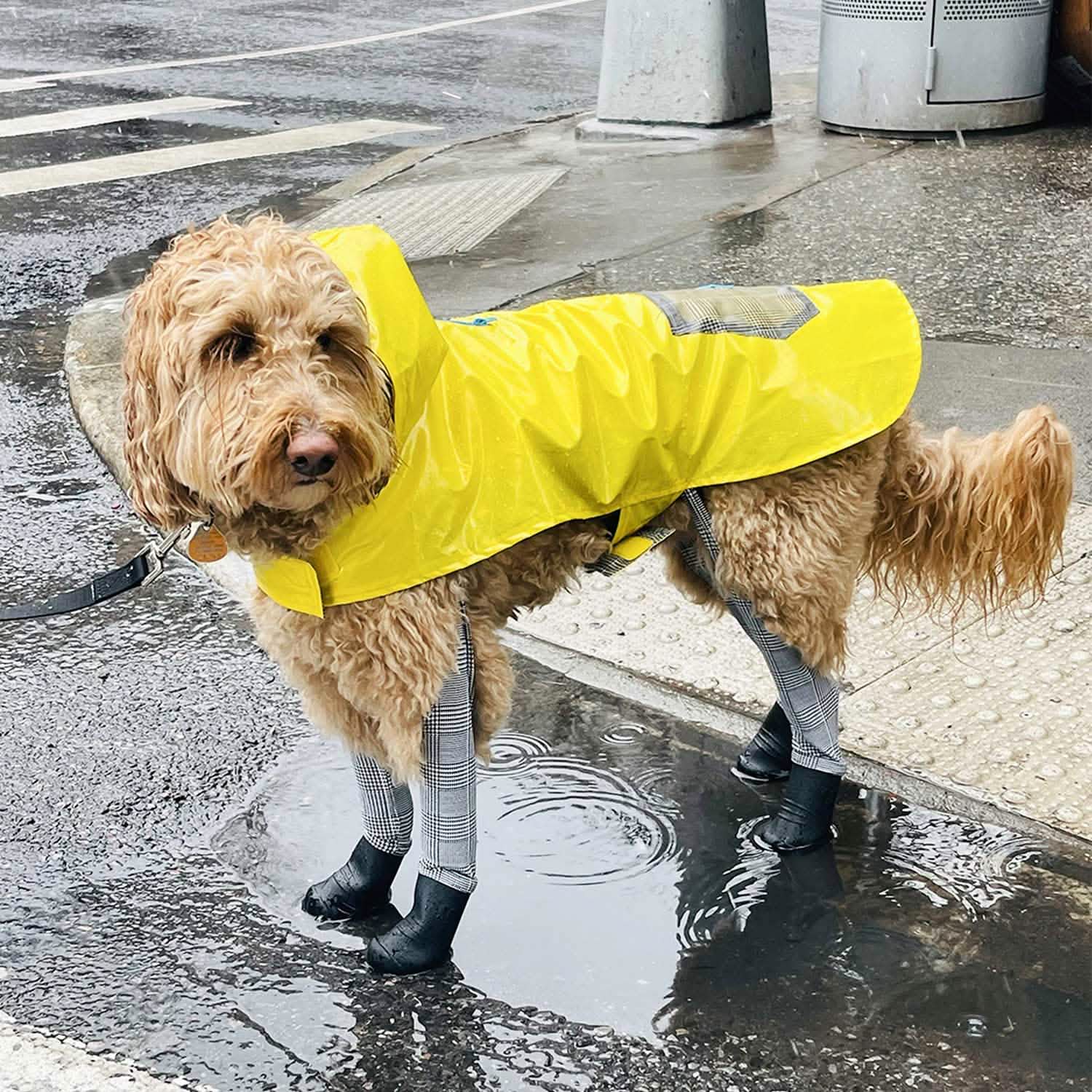 Raincoat Dog Coat For Golden Retriever Buy Dog Raincoat
