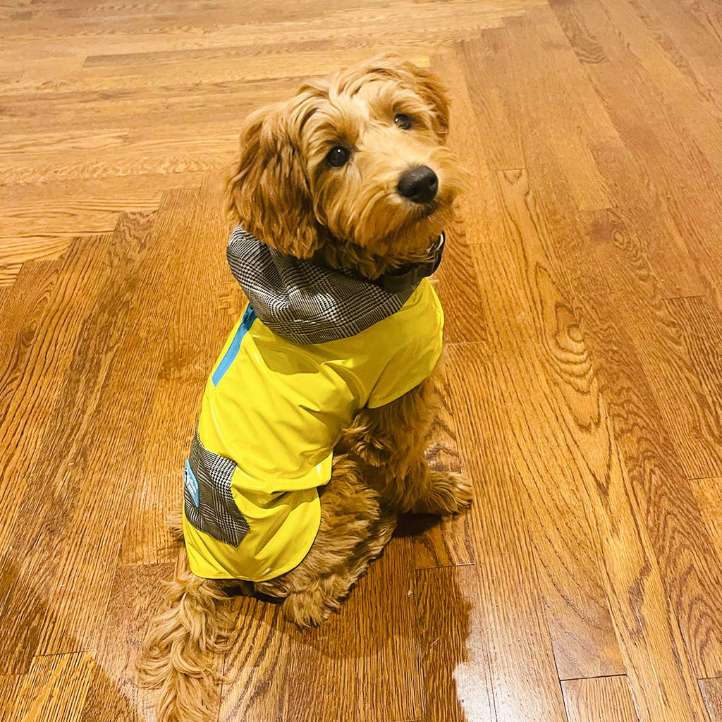 DimSum the Mini Goldendoodle puppy is wearing our size S raincoat