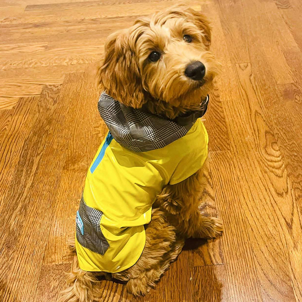 DimSum  the Mini  Golden Doodle is wearing S.