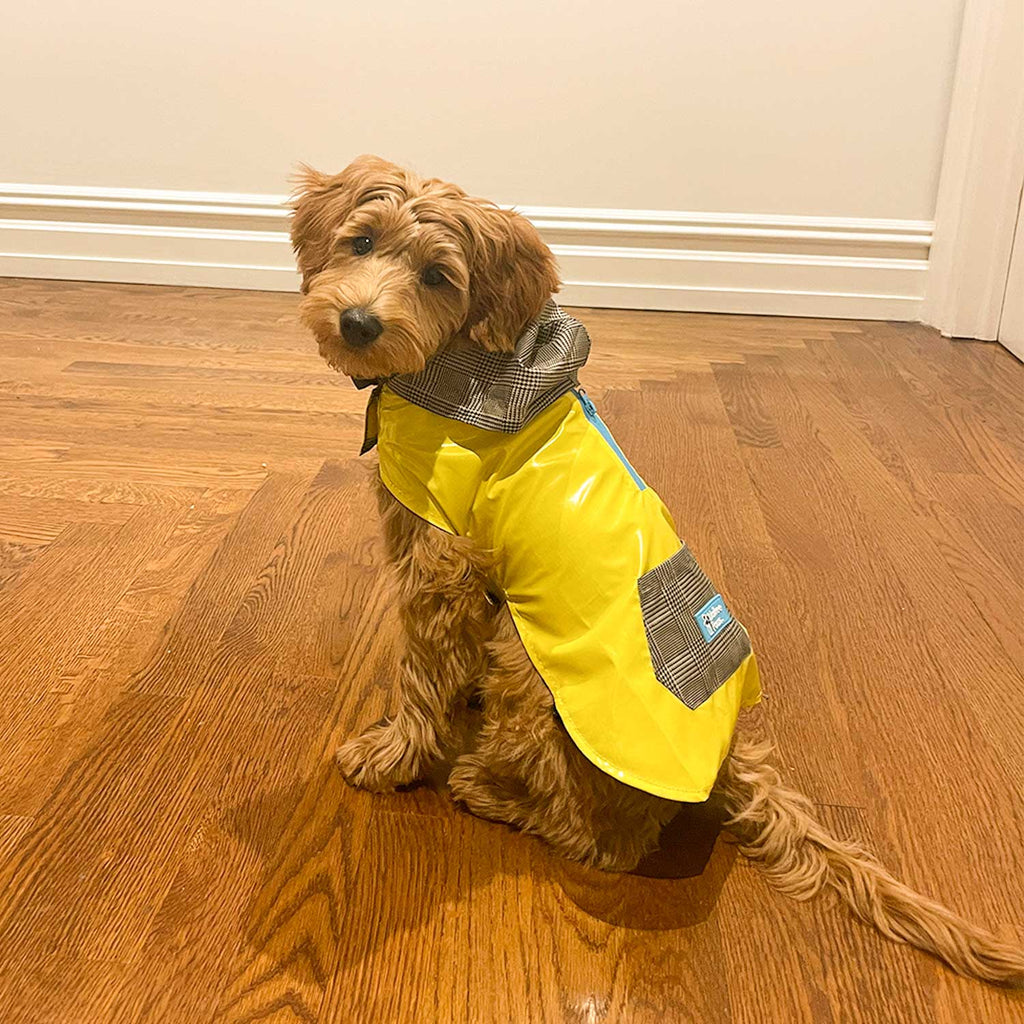 DimSum the Mini Goldendoodle puppy is wearing our size S raincoat