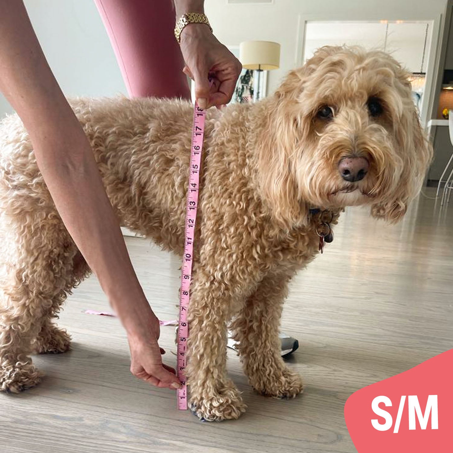 Walkee Paws Size Chart Product Sizing Guide for Your Dog