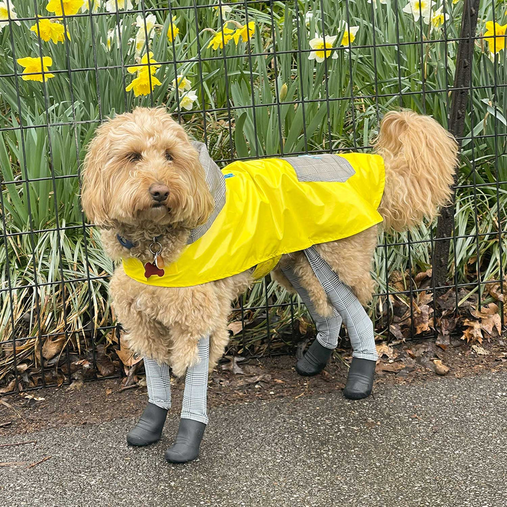 Stir Fry the Mini Goldendoodle wearing size L in the raincoat with S/M leggings