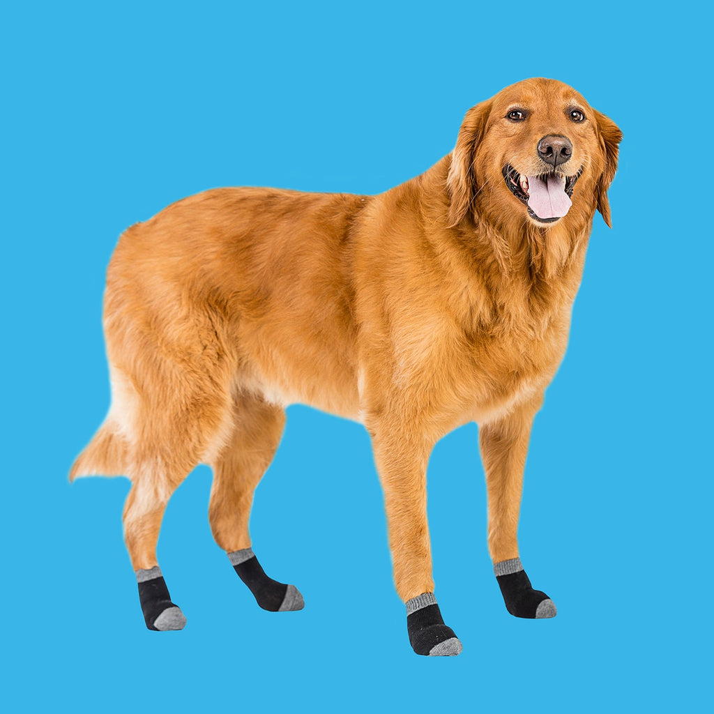 Graham the Golden Retriever is wearing size L.