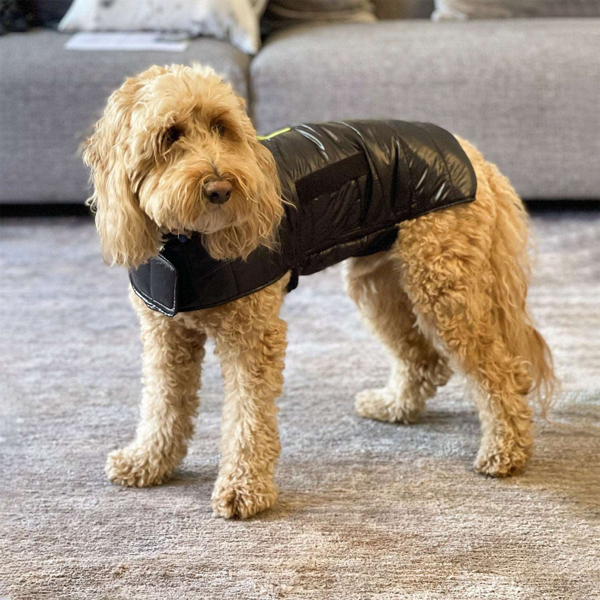 Stir Fry (Mini Goldendoodle) is wearing sz M.