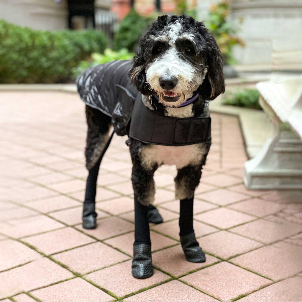 Baxter the Bernedoodle is wearing size M in our Deluxe Puffer Coat & Attachable Boot Leggings.