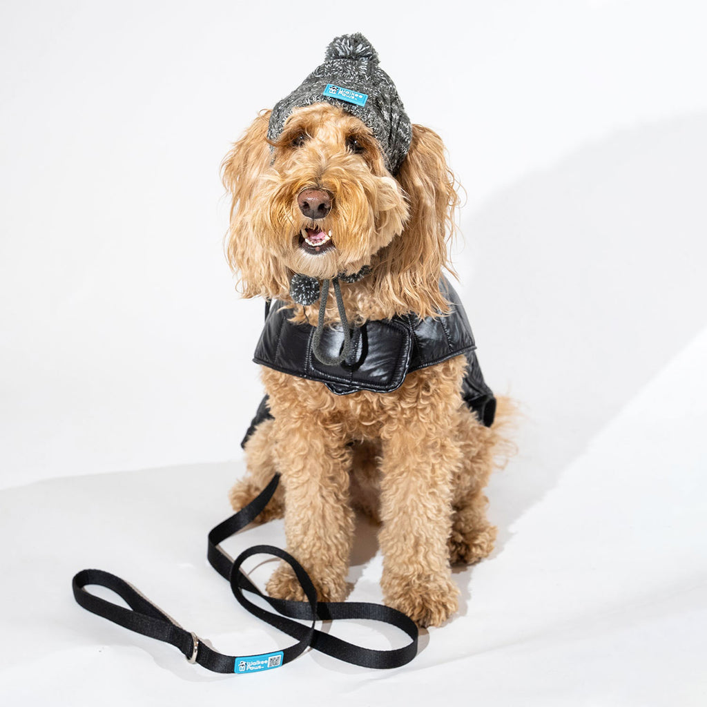 Stir Fry the Mini Goldendoodle is wearing size M in our Pom Hat, Puffer Coat, & Leash.