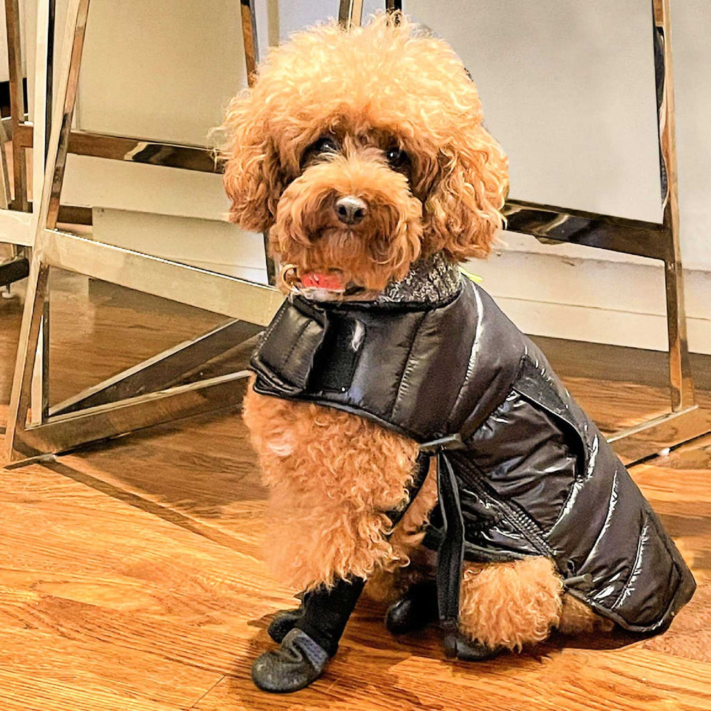 Peanut the Toy Poodle is wearing our Puffer Coat/S & Boot Leggings/XS.