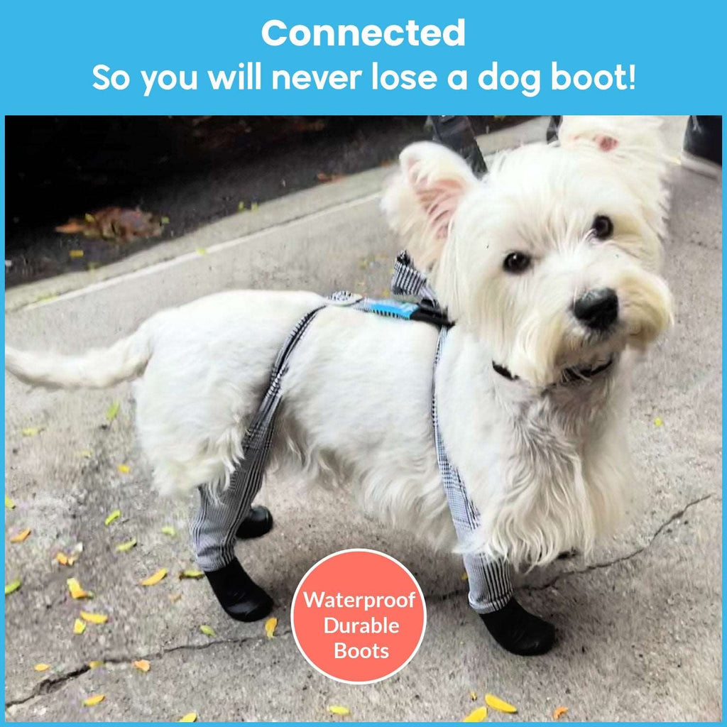Willie (Westie) is wearing XS-Tall; he needs the extra strap length for his long body.