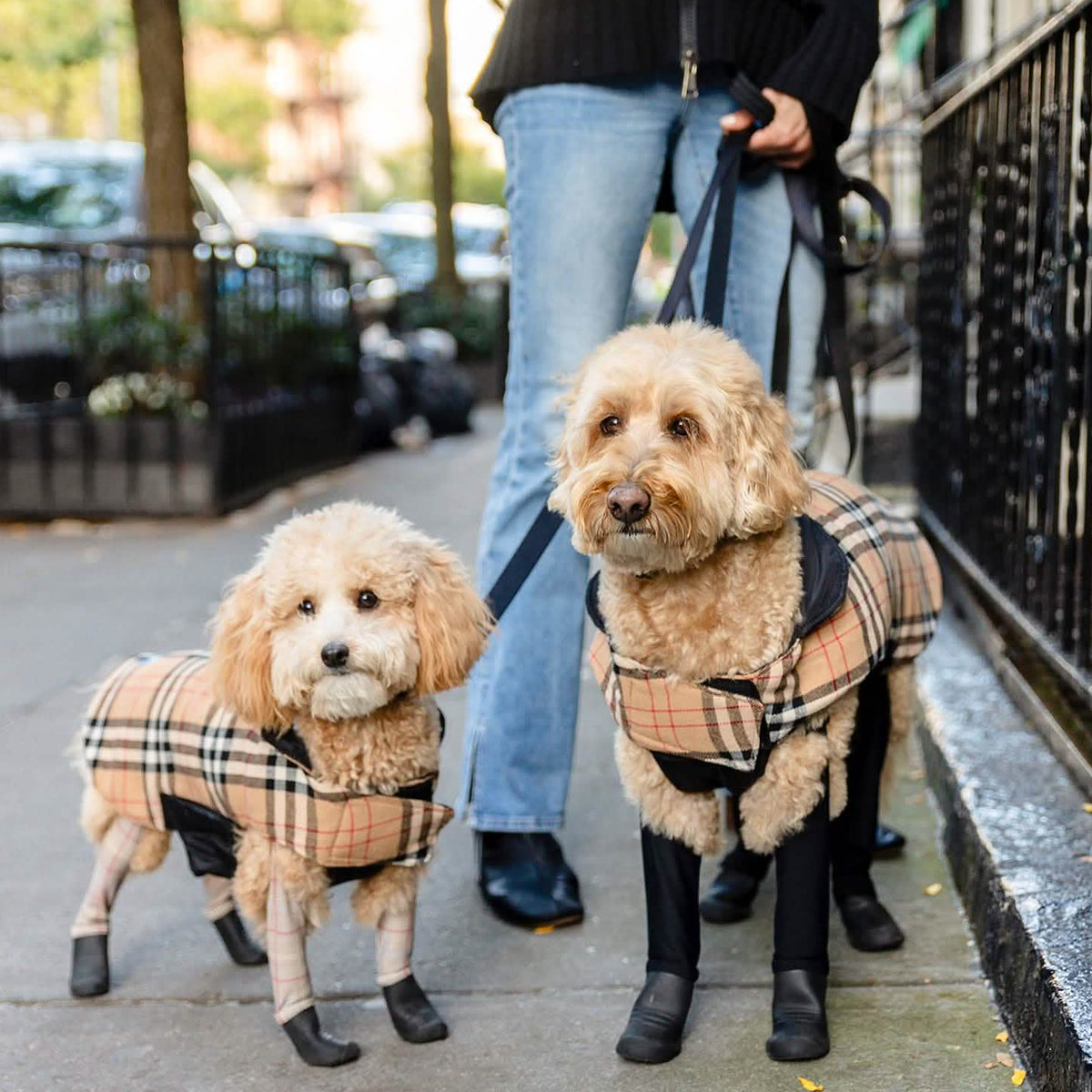 2 dogs wearing the walkee paws coat 