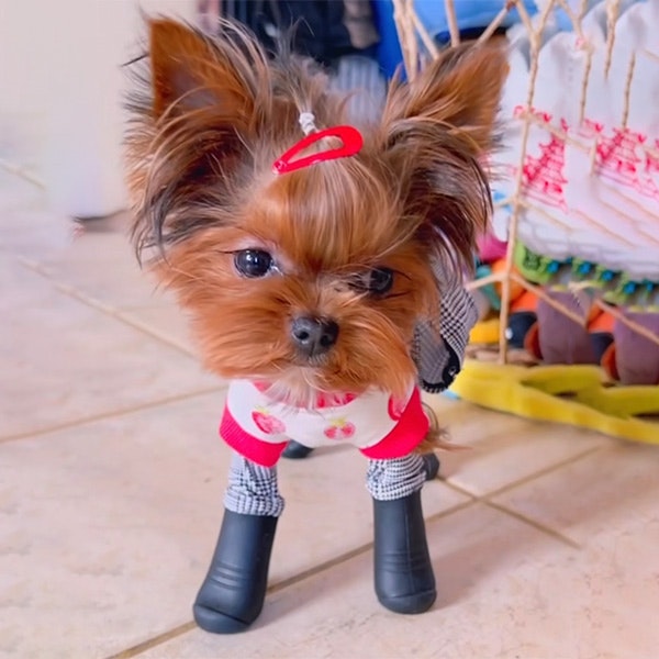 Yorkshire Terrier (Yorkie) – Walkee Paws