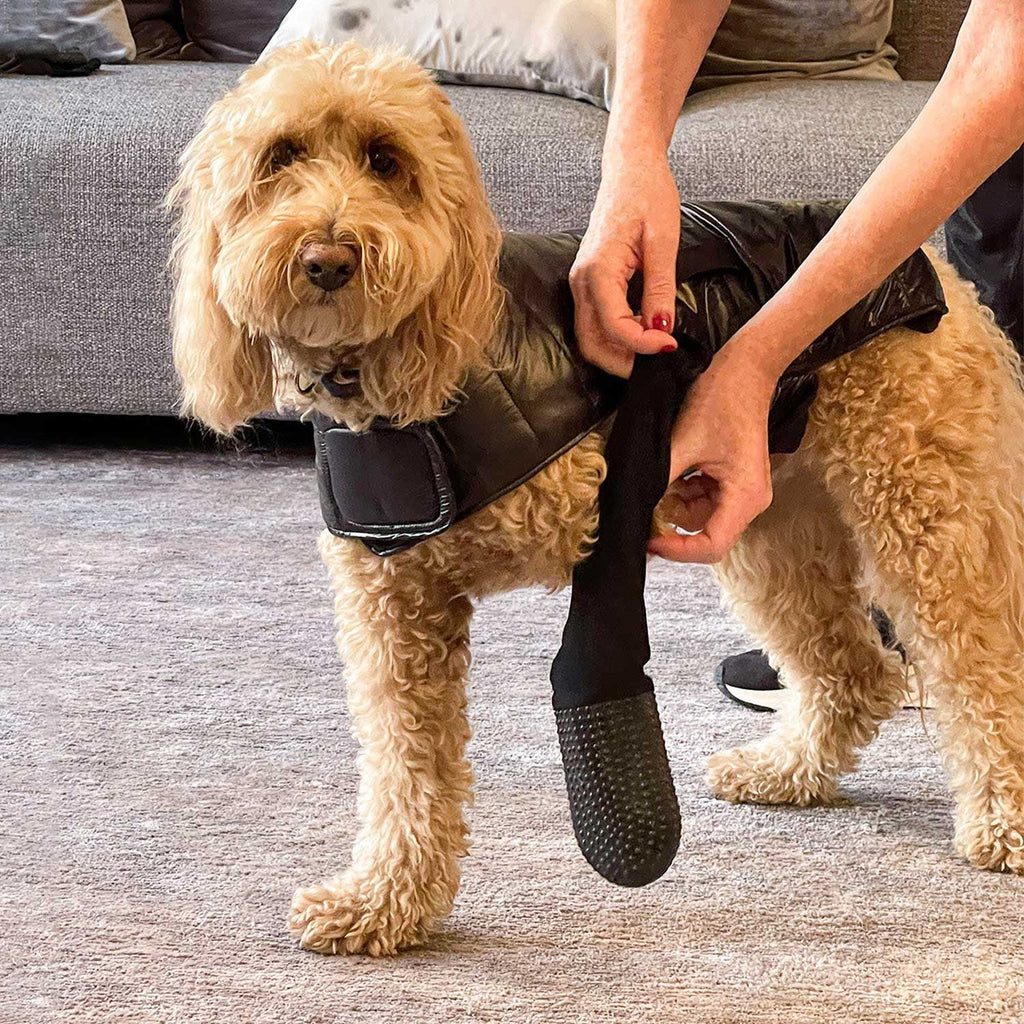 Stir Fry the Mini Goldendoodle is wearing size M in our Deluxe Puffer Coat & Attachable Boot Leggings.
