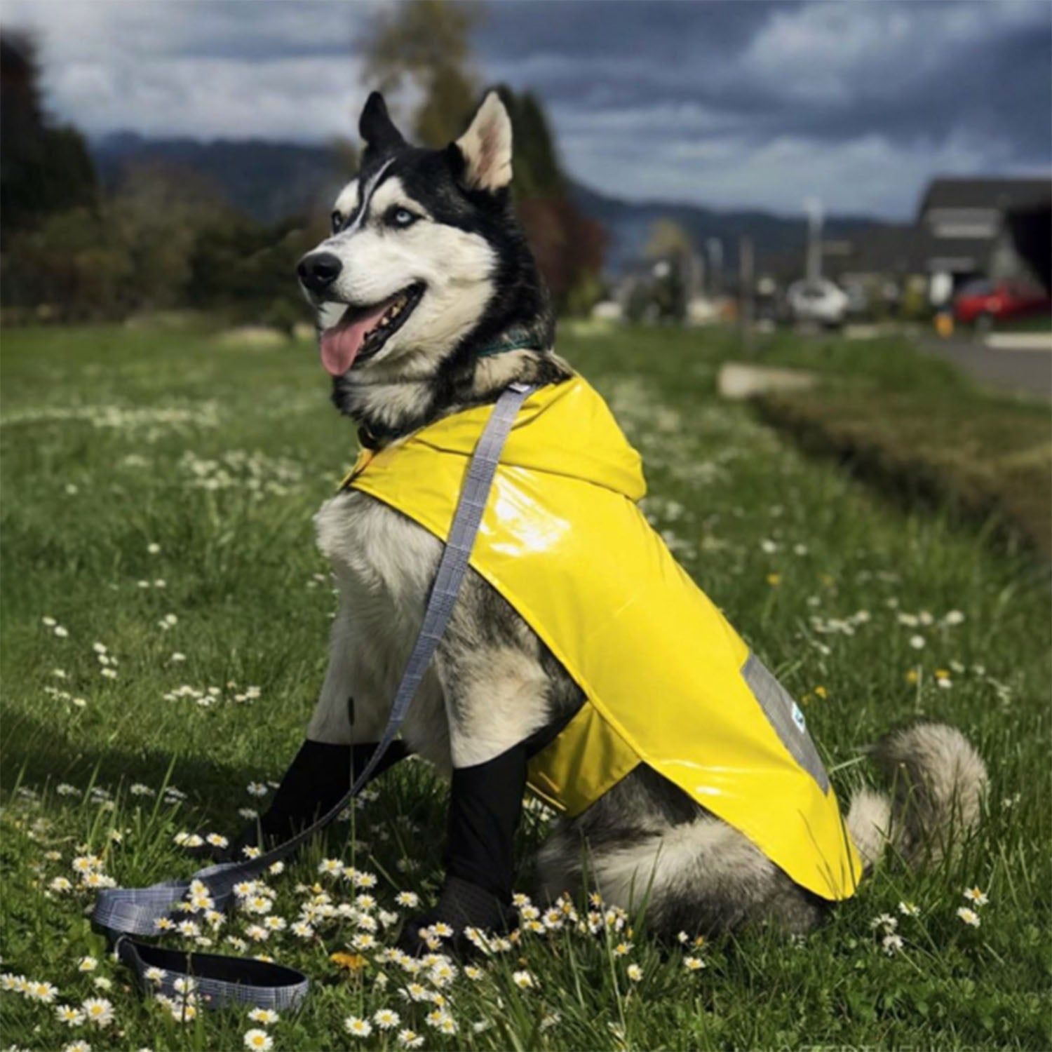 Alaskan_Malamute_2048x.jpg?v=