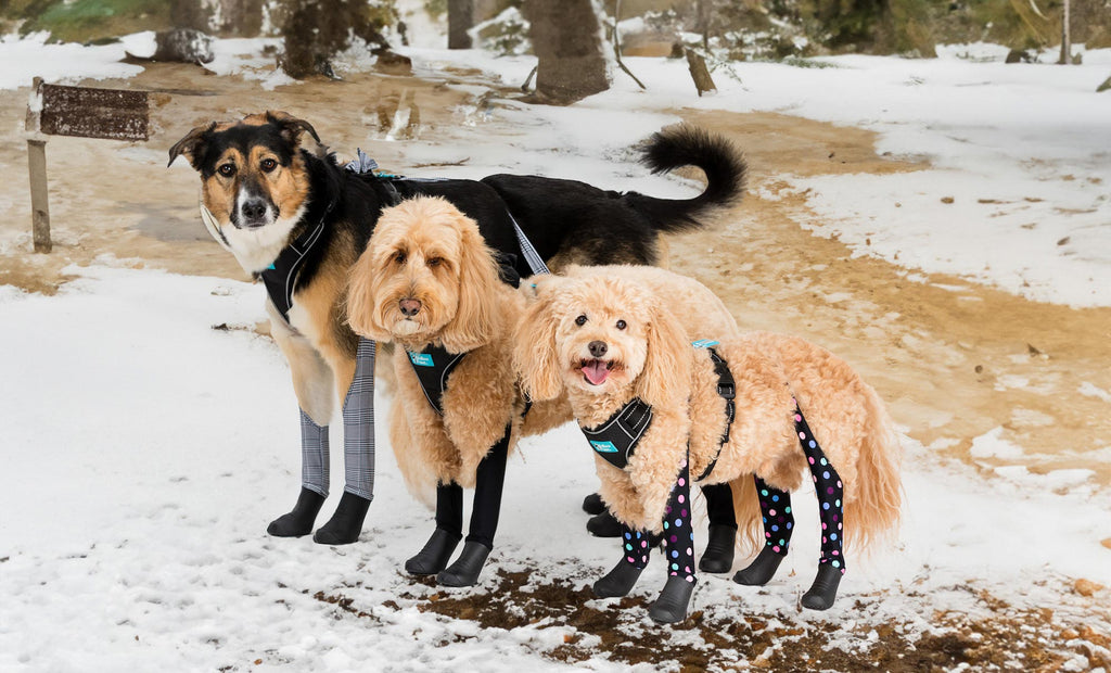 Deluxe Easy on Dog Boot Leggings