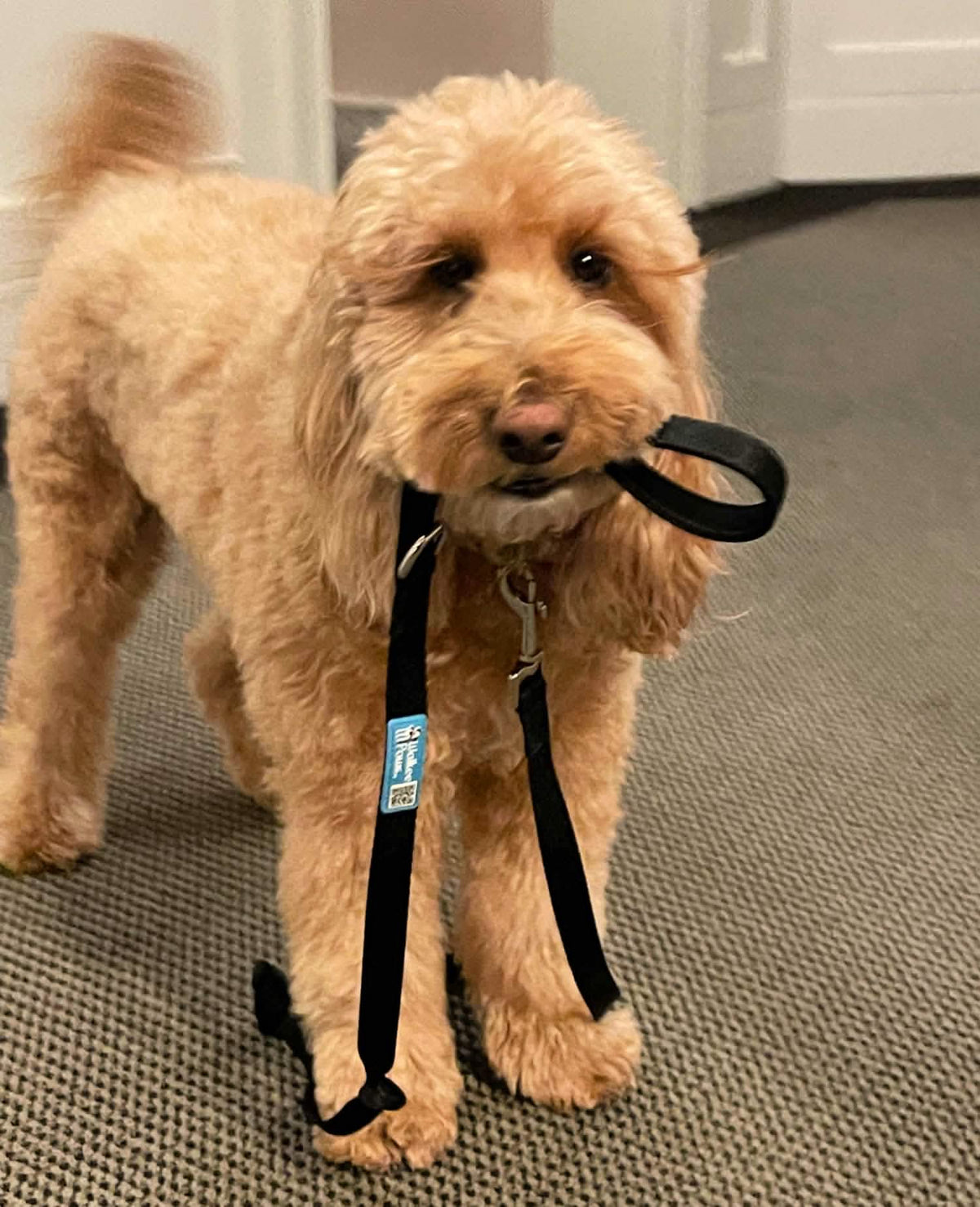 Premium Dog Leash— [ꜰɪɴᴀʟ ꜱᴀʟᴇ]