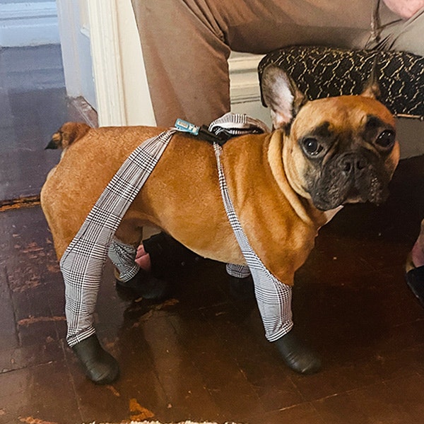 French Bulldog – Walkee Paws