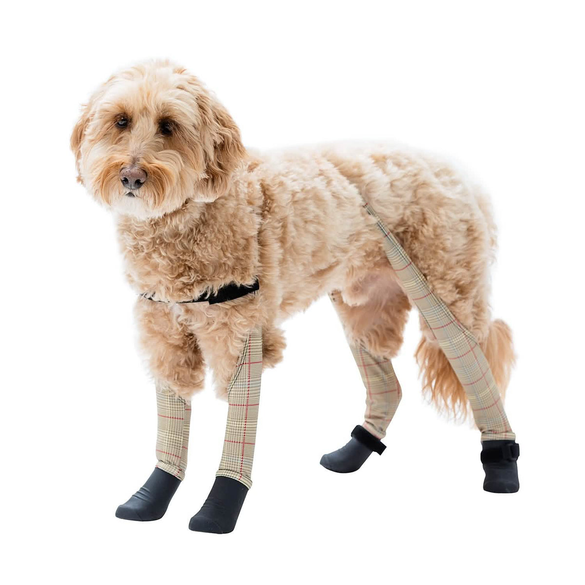 Deluxe Dog Boot Leggings