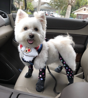 Absolutely love them!