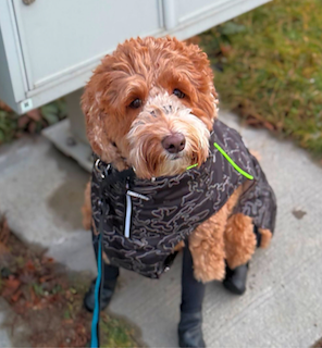 Switched to walkee paws