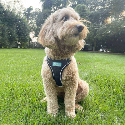 Stir Fry the mini Goldendoodle is wearing size Medium 