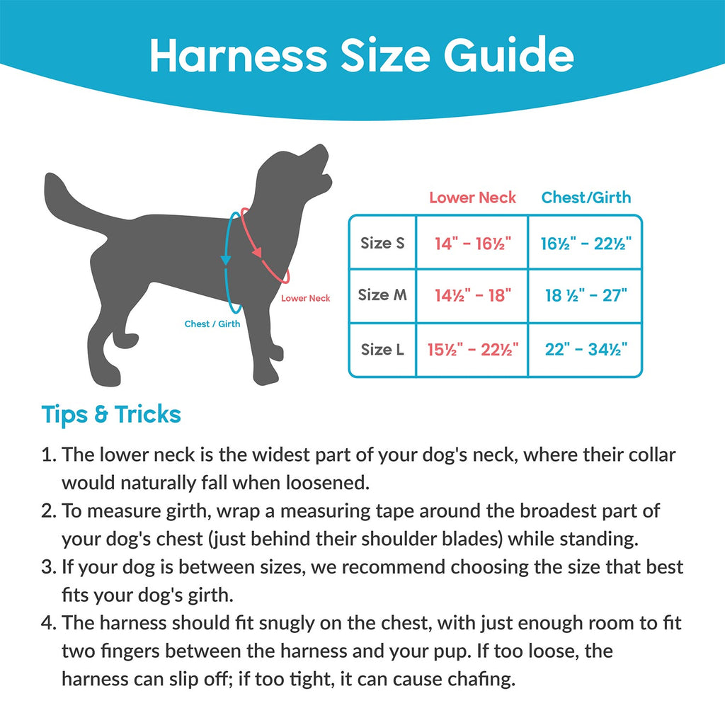 Measure your dog to ensure a comfy fit.