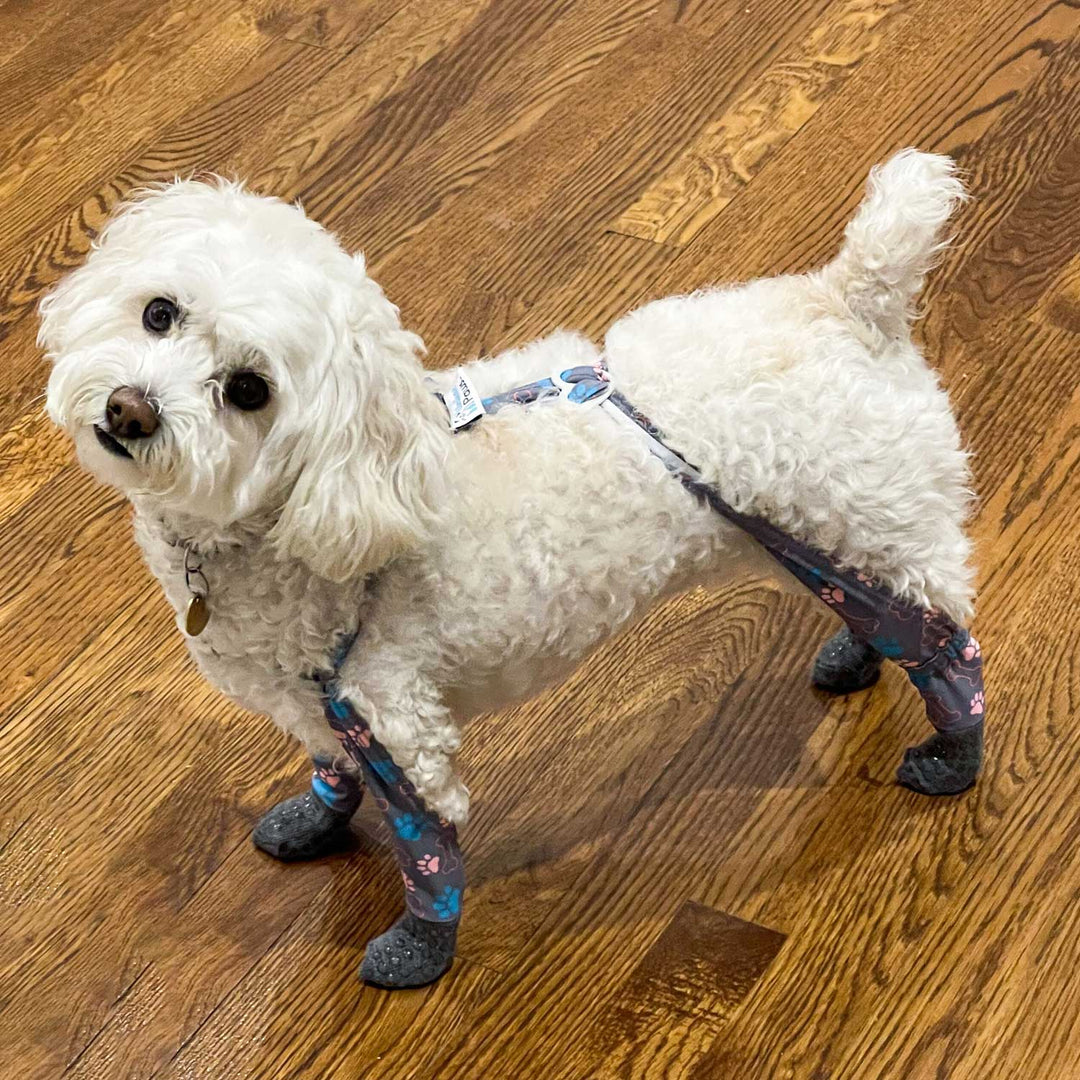 Stay-On Indoor Grippy Sock Dog Leggings