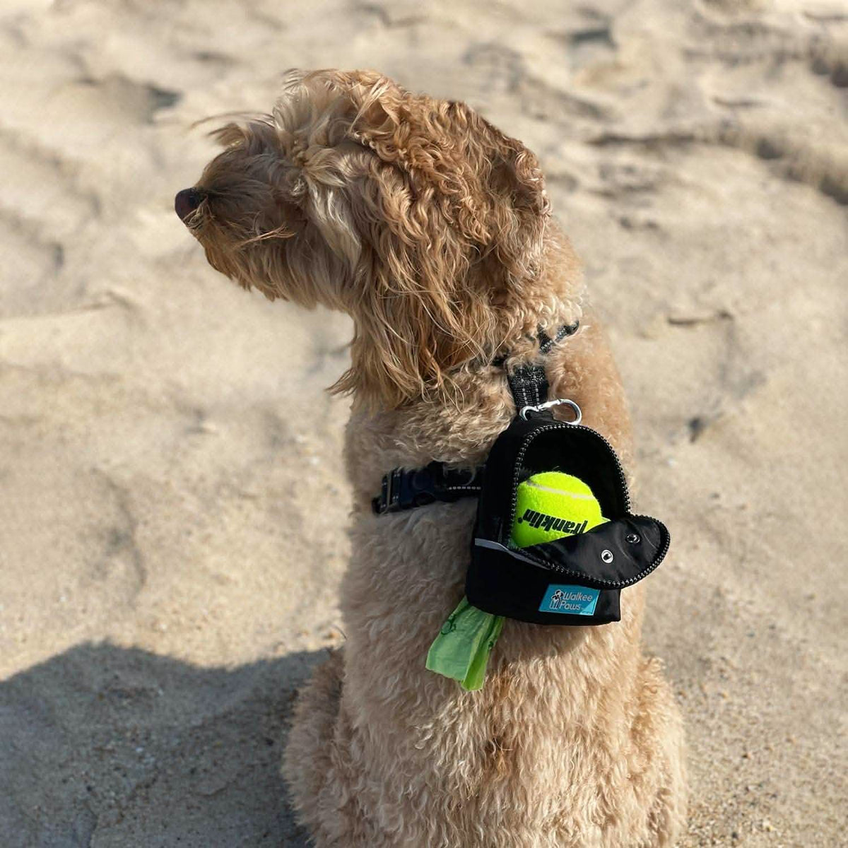 Tennis ball fits paw-fectly!