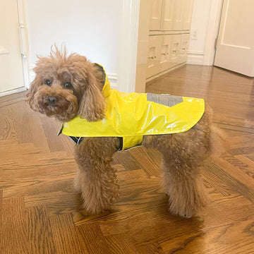 Buy Dog Raincoat
